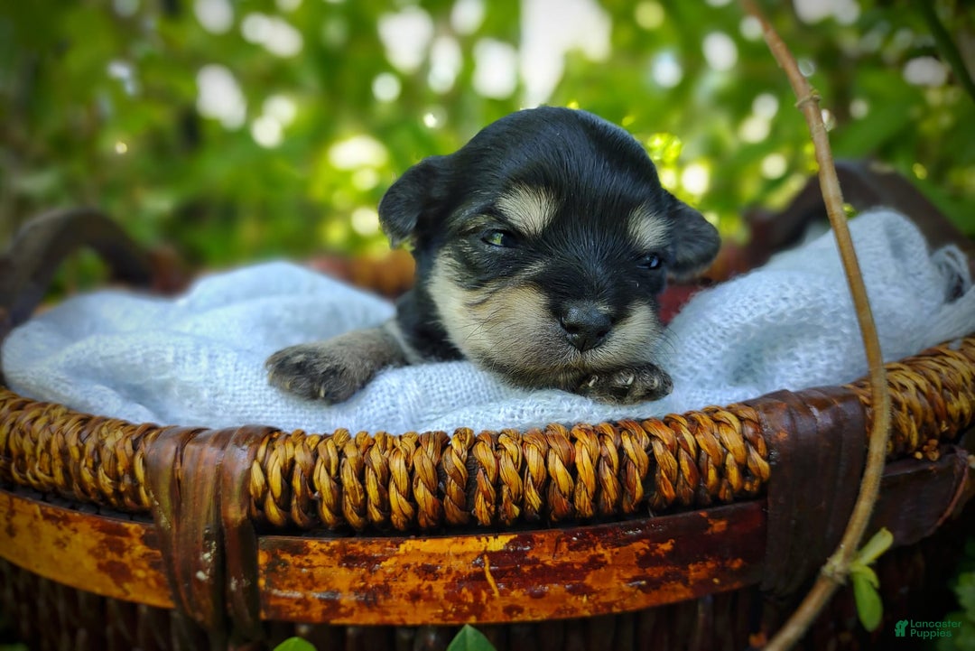 Morkie dogs for sale: Cream Point Ladybug - Image 9
