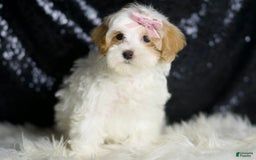 Maltipoo dogs for sale: Maltipoo 4 puppies - Image 5
