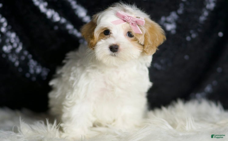 Maltipoo dogs - Advert 30
