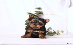 Yorkshire Terrier dogs for sale: Zade - Image 1
