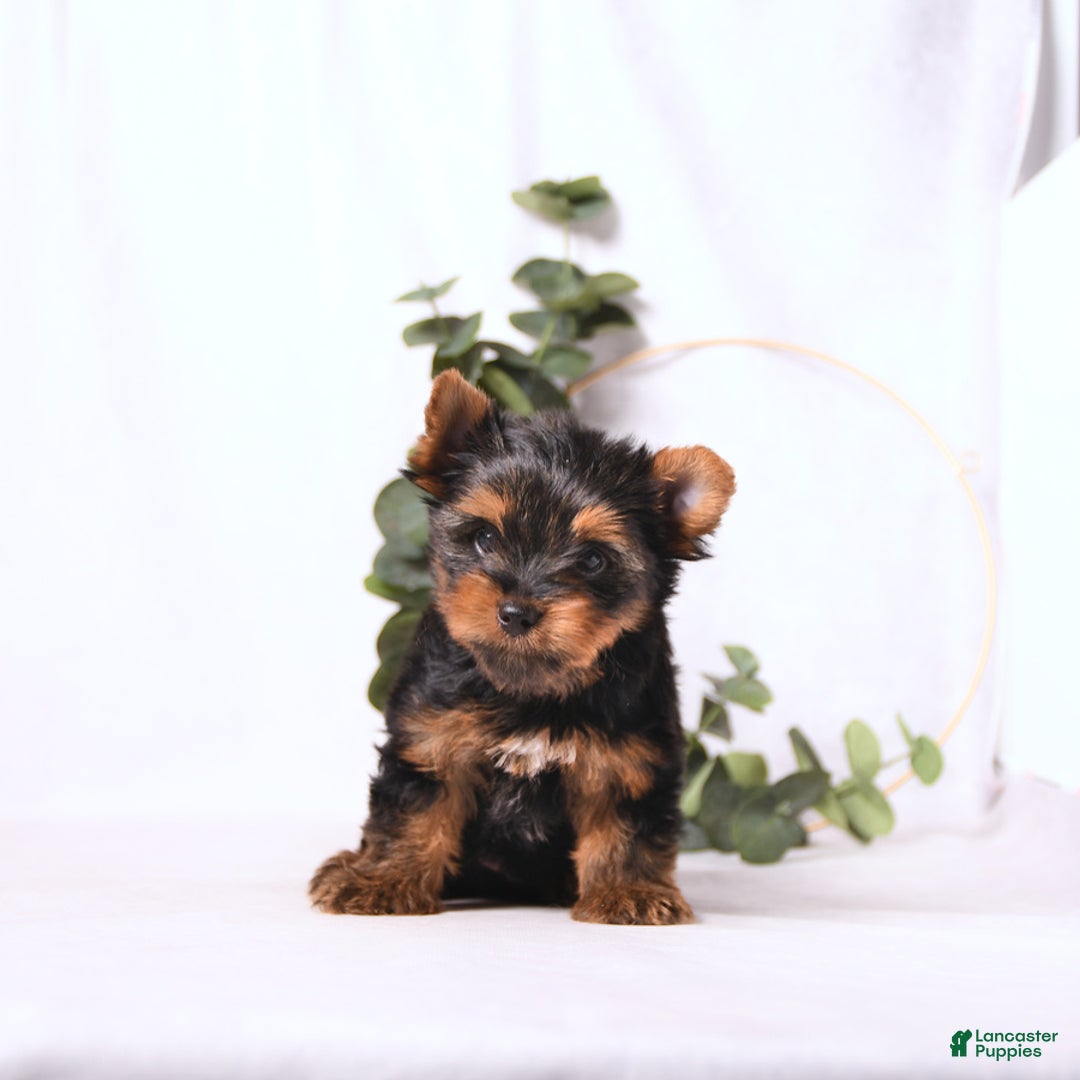 Yorkshire Terrier dogs for sale: Zade - Image 1