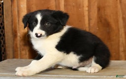 Border Collie dogs for sale: Lars - Image 1