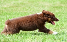 Australian Shepherd dogs for sale: Jax - Image 9