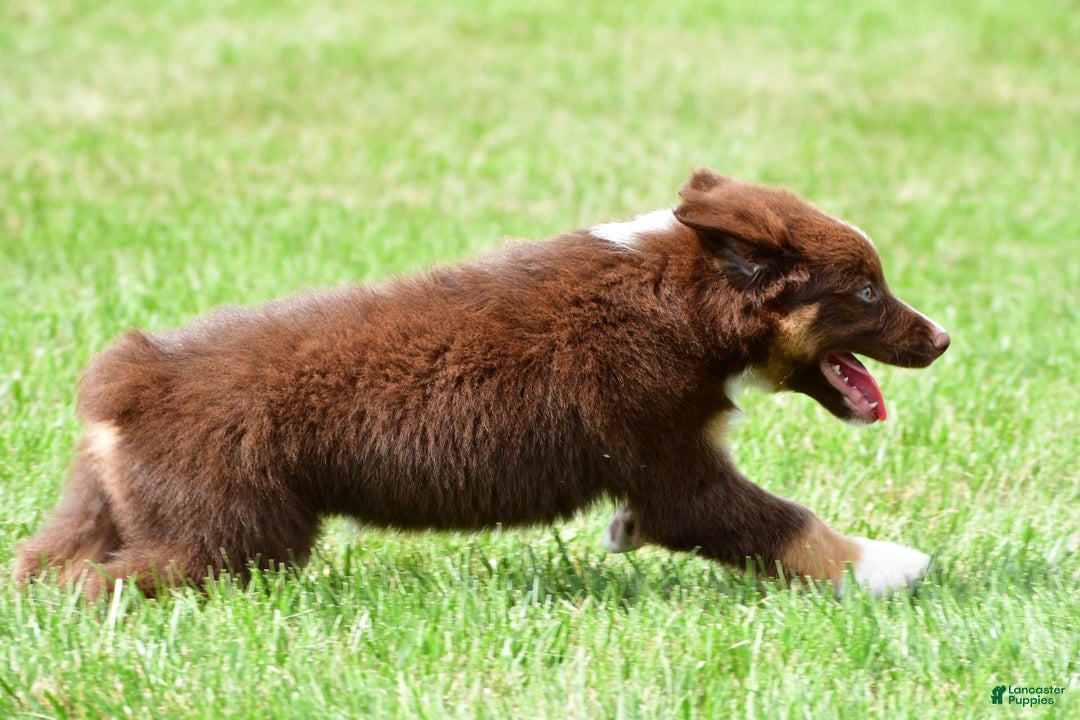 Australian Shepherd dogs for sale: Jax - Image 9