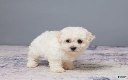 Bichon Frise dogs for sale: Pal - Image 4
