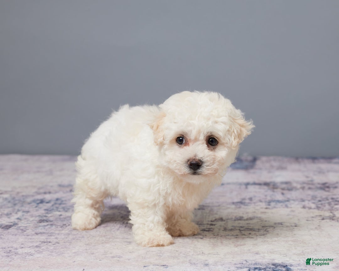 Bichon Frise dogs for sale: Pal - Image 4