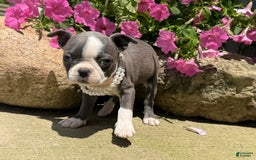 Boston Terrier dogs for sale: Tuffy - Image 2