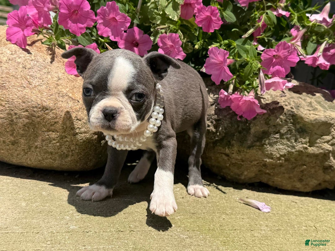 Boston Terrier dogs for sale: Tuffy - Image 2
