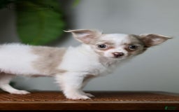 Chihuahua dogs for sale: Cyrus - Image 7