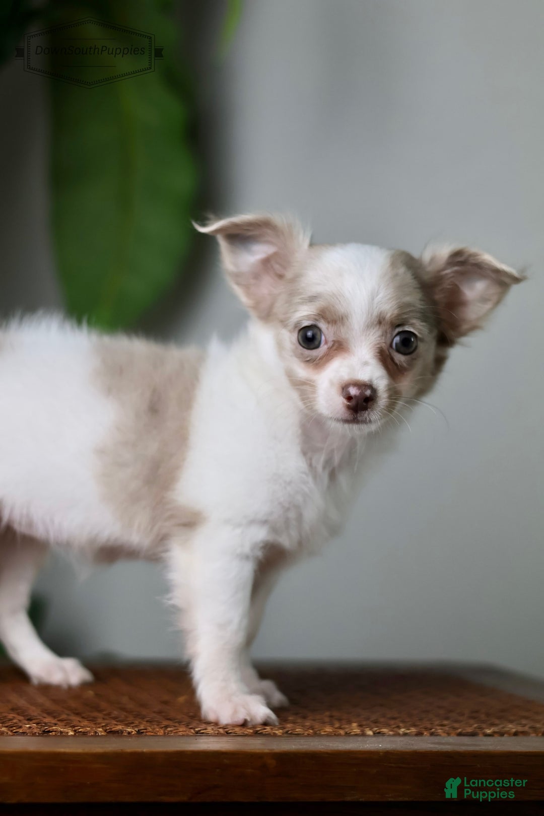 Chihuahua dogs for sale: Cyrus - Image 7