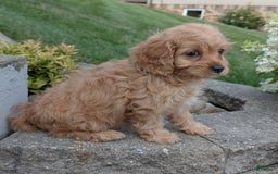 Cavapoo dogs for sale: Abby - Image 6