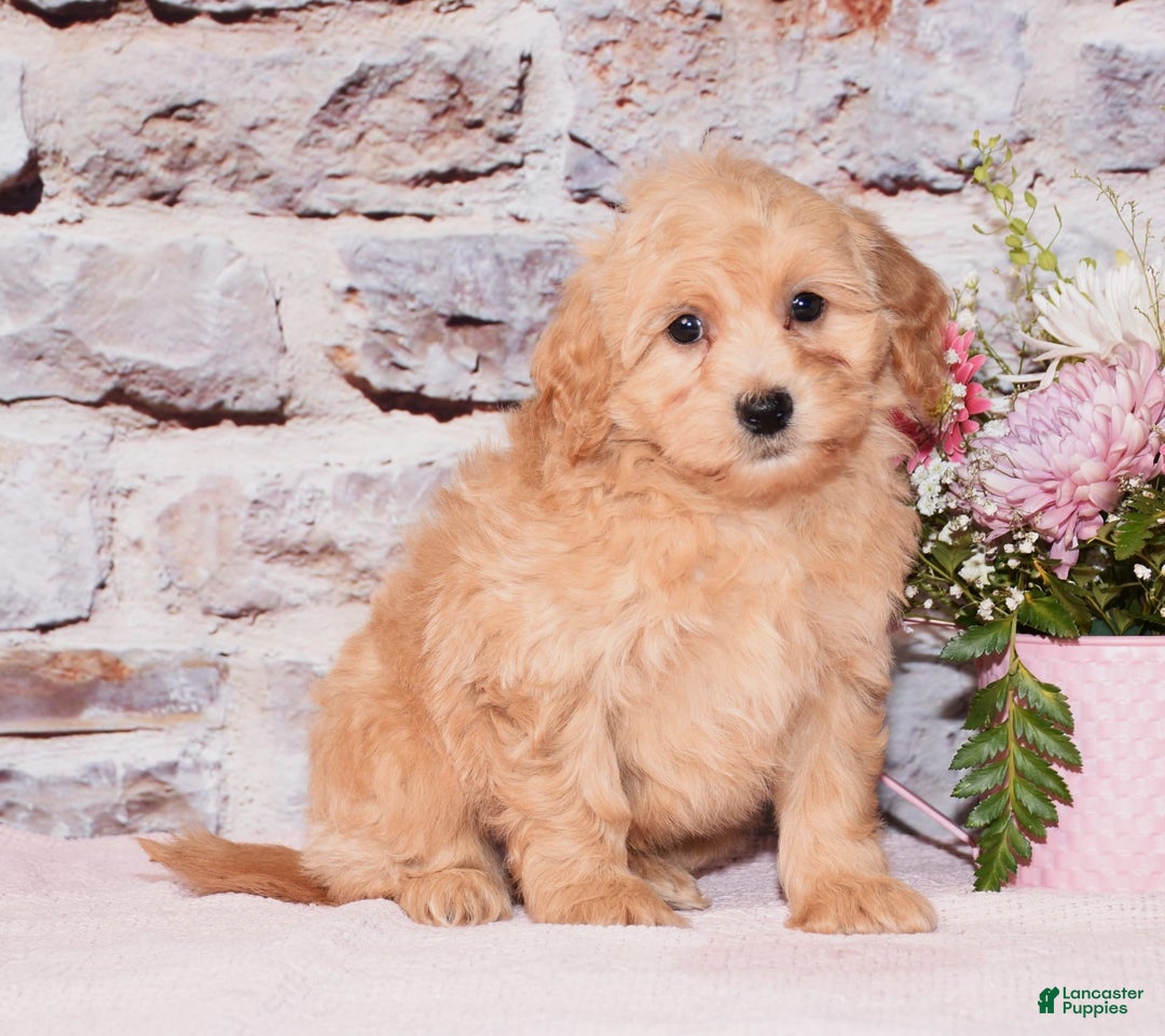 Maltipoo dogs for sale: Asher - Image 2