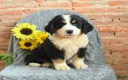 Greater Swiss Mountain Dog dogs for sale: Roscoe - Image 1