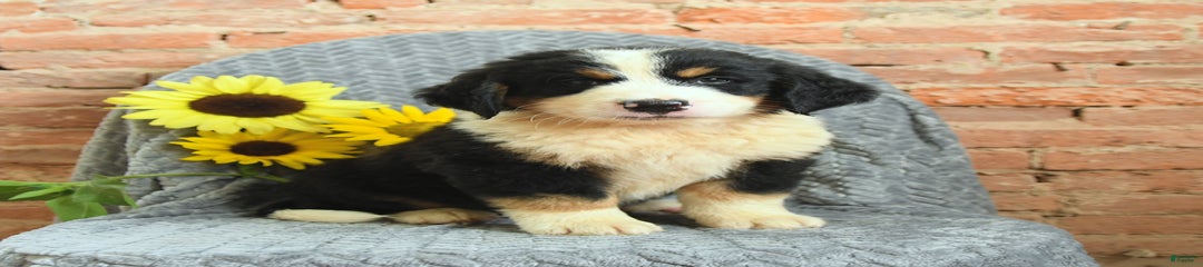 Roscoe