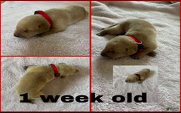 Labrador Retriever dogs for sale: Marie - Image 3