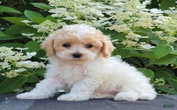 Bichpoo dogs for sale: Jimmy - Image 5