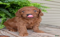 Mini Goldendoodle dogs for sale: Mini-logan - Image 16