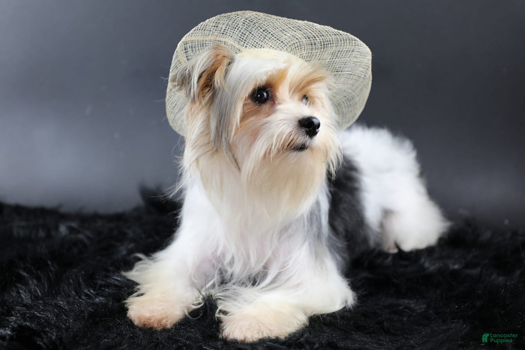 Yorkiepoo dogs for sale: Leo - Image 17