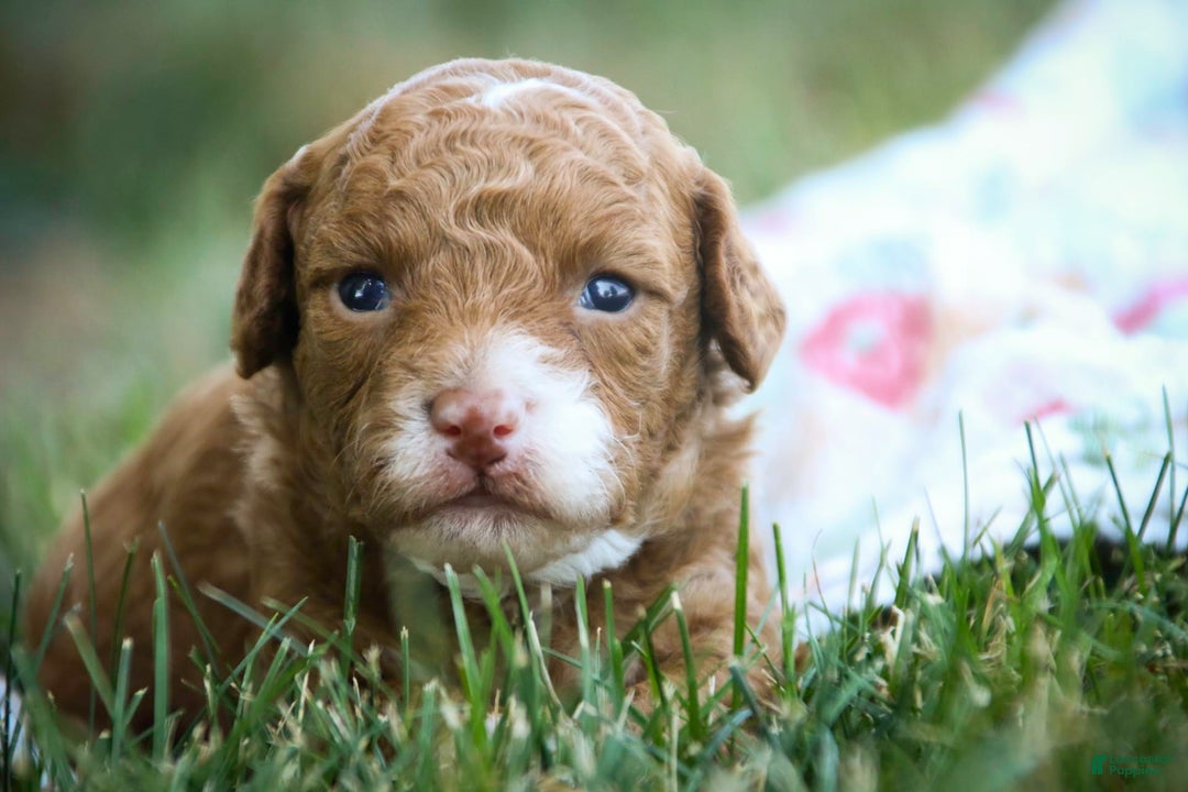 Miniature Poodle dogs for sale: Miniature Poodle 4 puppies - Image 17