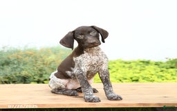 German Shorthaired Pointer dogs for sale: Journey - Image 1