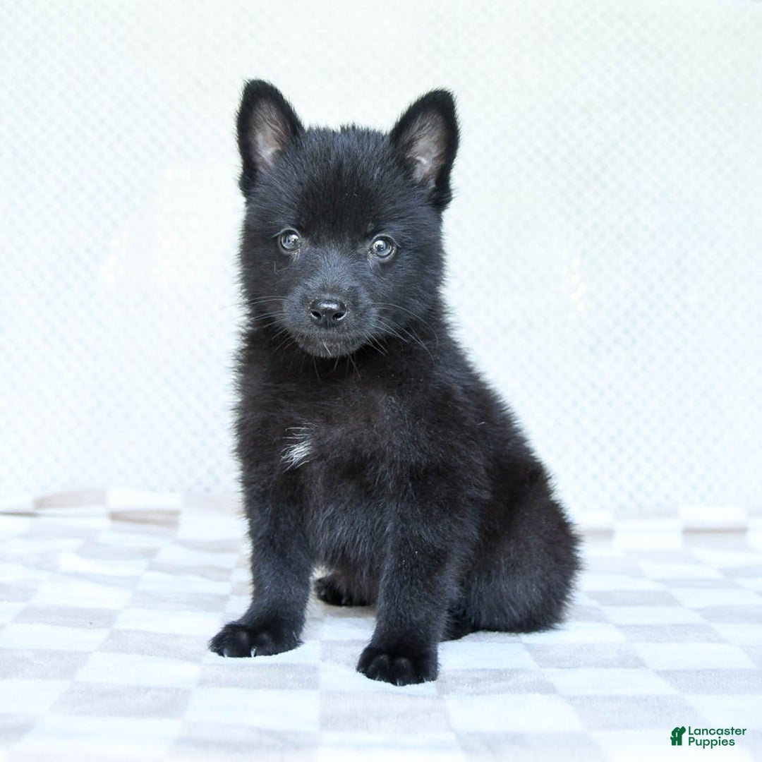 Pomsky dogs for sale: Bubbles - Image 4