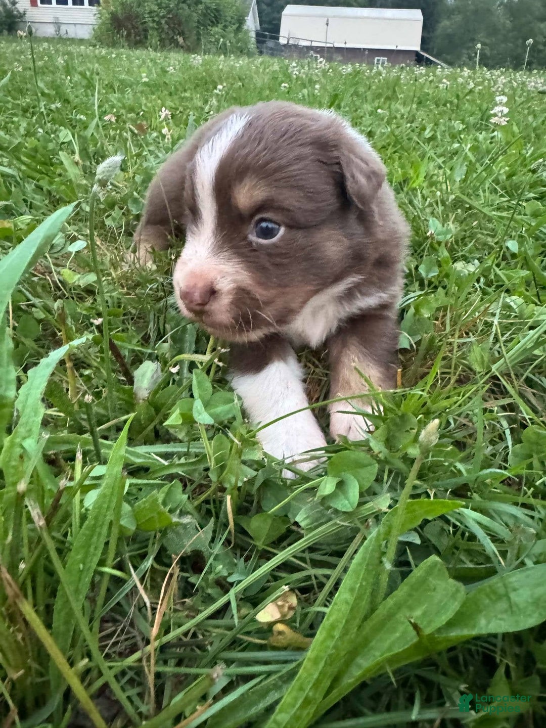 Australian Shepherd dogs for sale: Australian Shepherd 4 puppies - Image 11