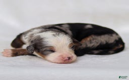Mini Bernedoodle dogs for sale: Mace - Image 1