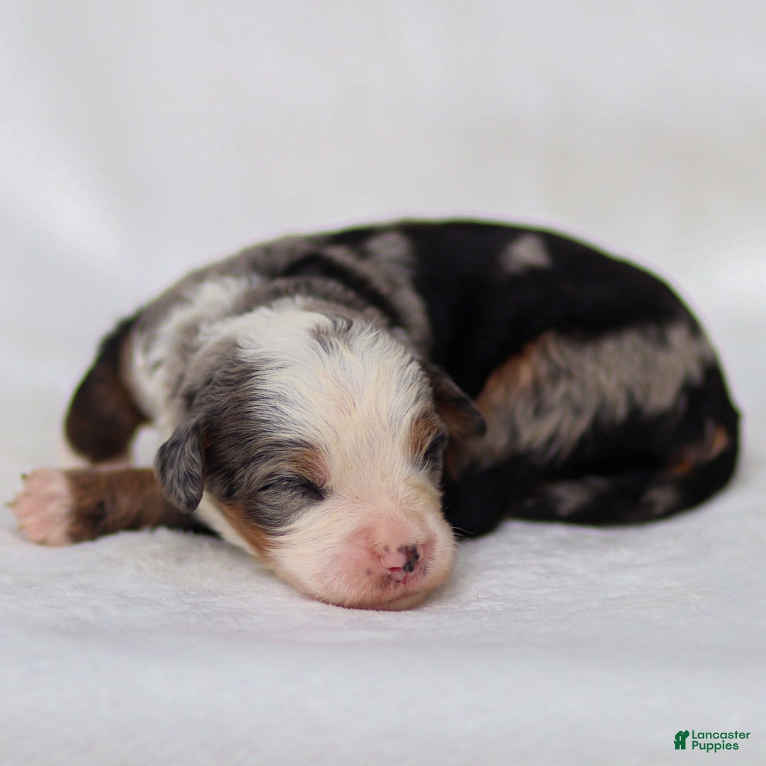 Mini Bernedoodle dogs for sale: Mace - Image 1
