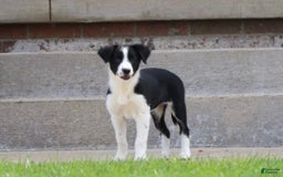 Border Collie dogs for sale: Sunny - Image 2