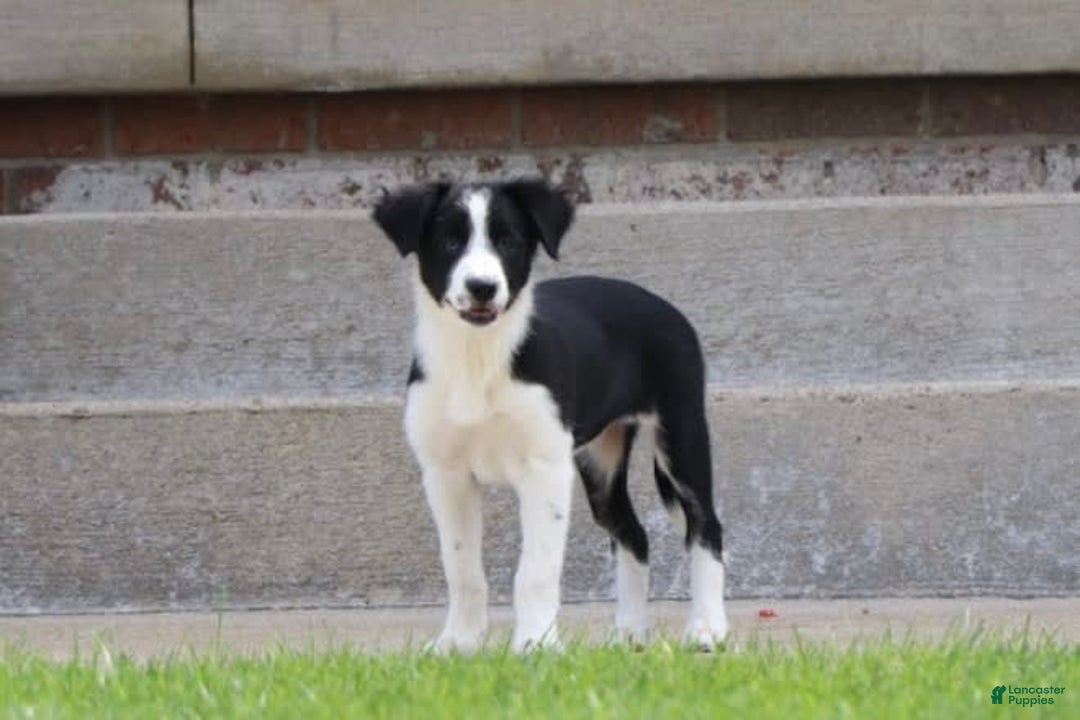 Border Collie dogs for sale: Sunny - Image 2