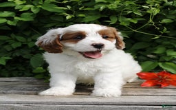 Cavapoo dogs for sale: Louie - Image 5