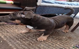 American Bully dogs for sale: Orange Col - Image 2