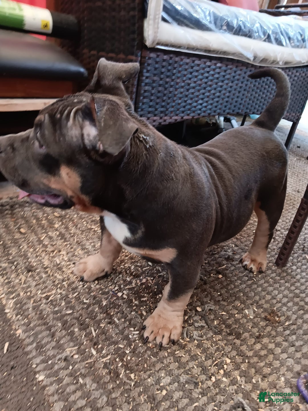 American Bully dogs for sale: Orange Col - Image 2