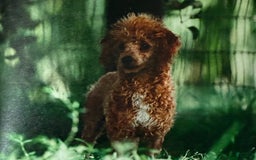 Toy Poodle dogs for sale: Maple Rose - Image 8