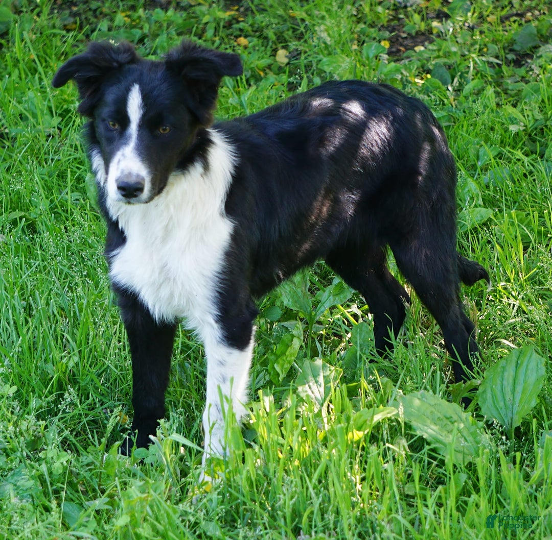 Border Collie dogs for sale: Andy - Image 7