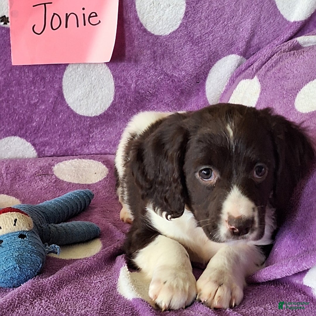 English Springer Spaniel dogs for sale: Jonie - Image 7