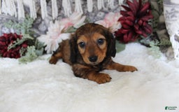 Miniature Dachshund dogs for sale: Gracie - Image 12