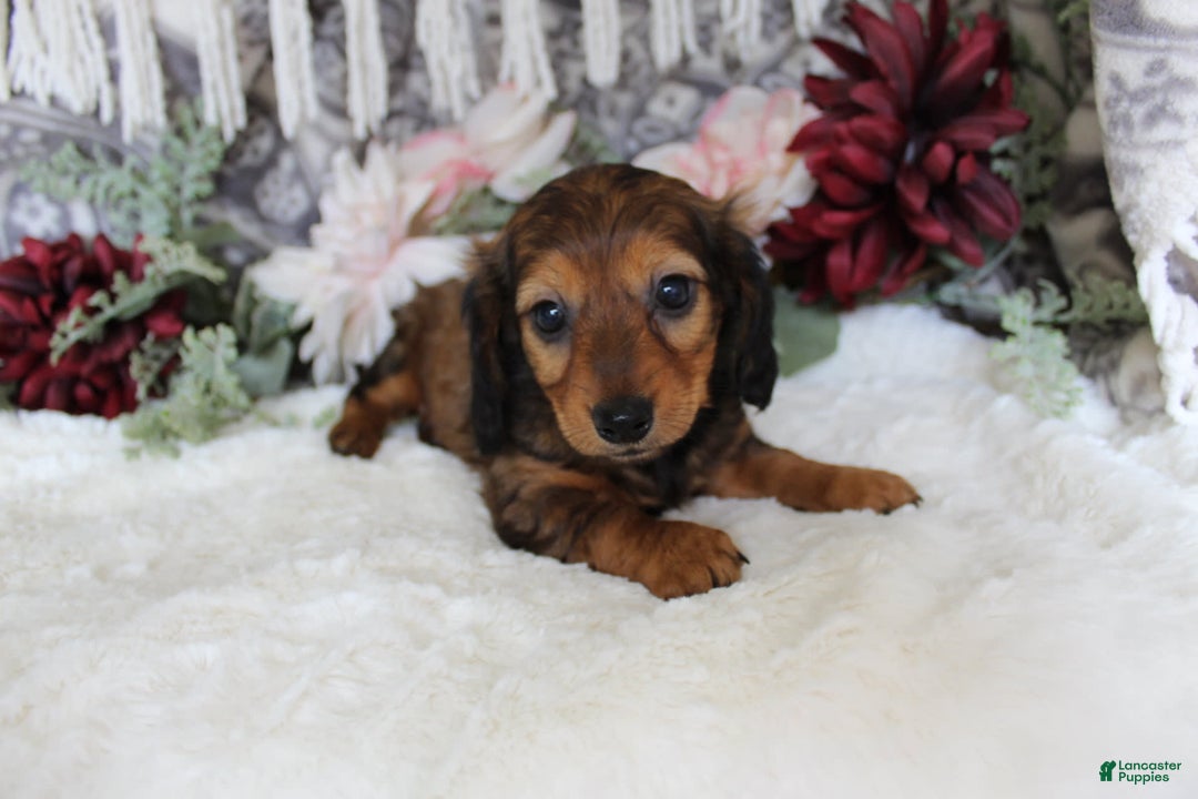 Miniature Dachshund dogs for sale: Gracie - Image 12