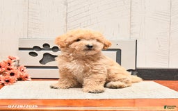 Maltipoo dogs for sale: Winston - Image 2