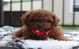 Toy Poodle dogs for sale: Kody - Image 12