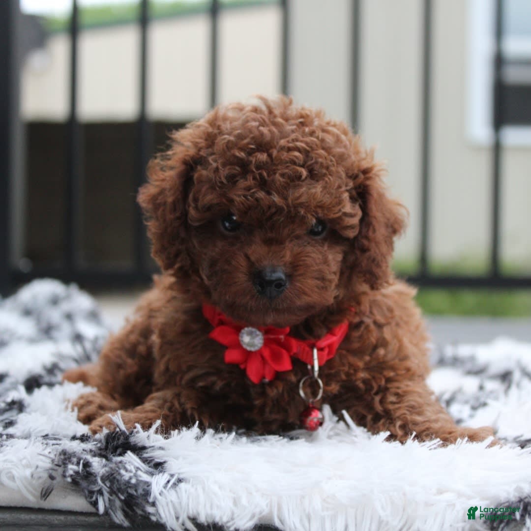 Toy Poodle dogs for sale: Kody - Image 12