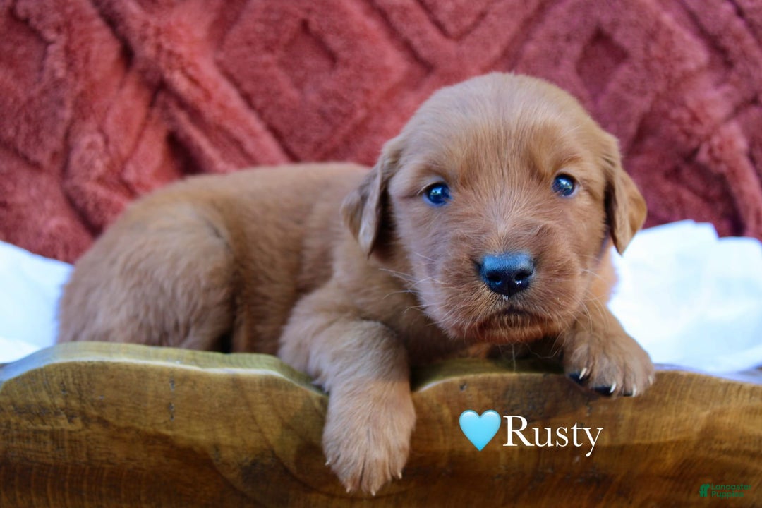 Golden Retriever dogs for sale: Rusty - Image 6