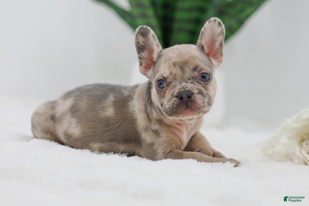 French Bulldog dogs for sale: Hank - Image 5