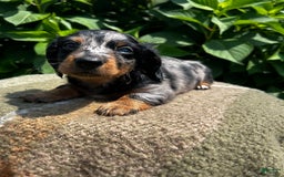 Dachshund dogs for sale: Ajax - Image 5