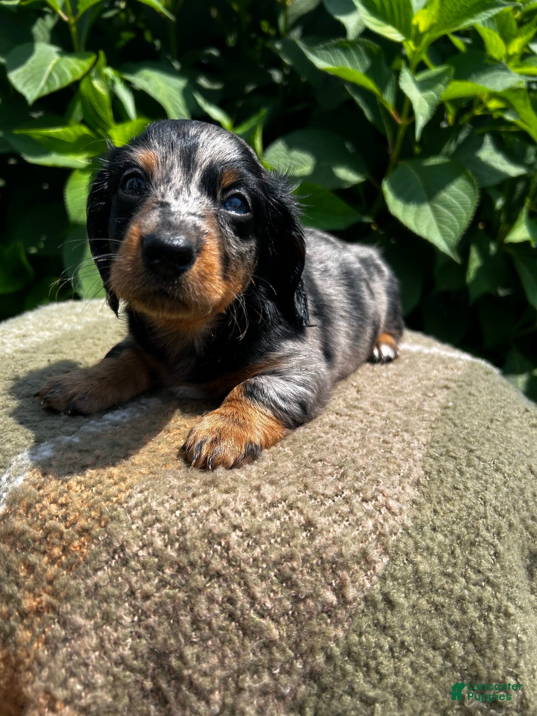 Dachshund dogs for sale: Ajax - Image 5