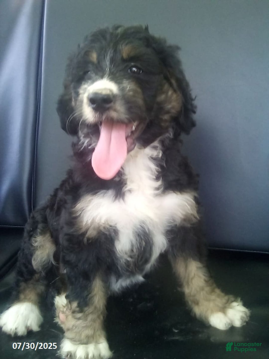 Bernedoodle dogs for sale: Becca - Image 2