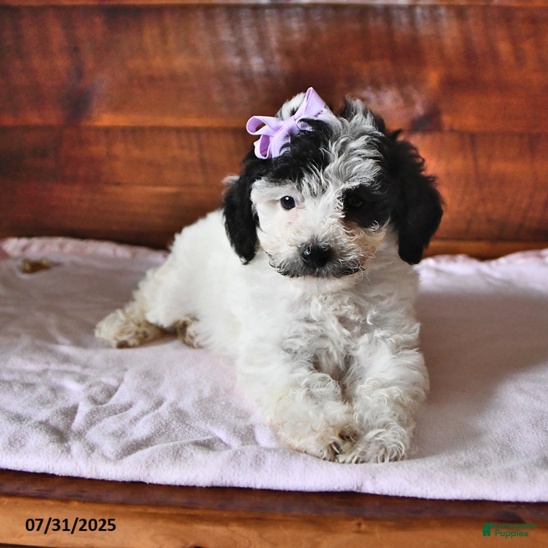 Miniature Poodle dogs for sale: Poppy - Image 1