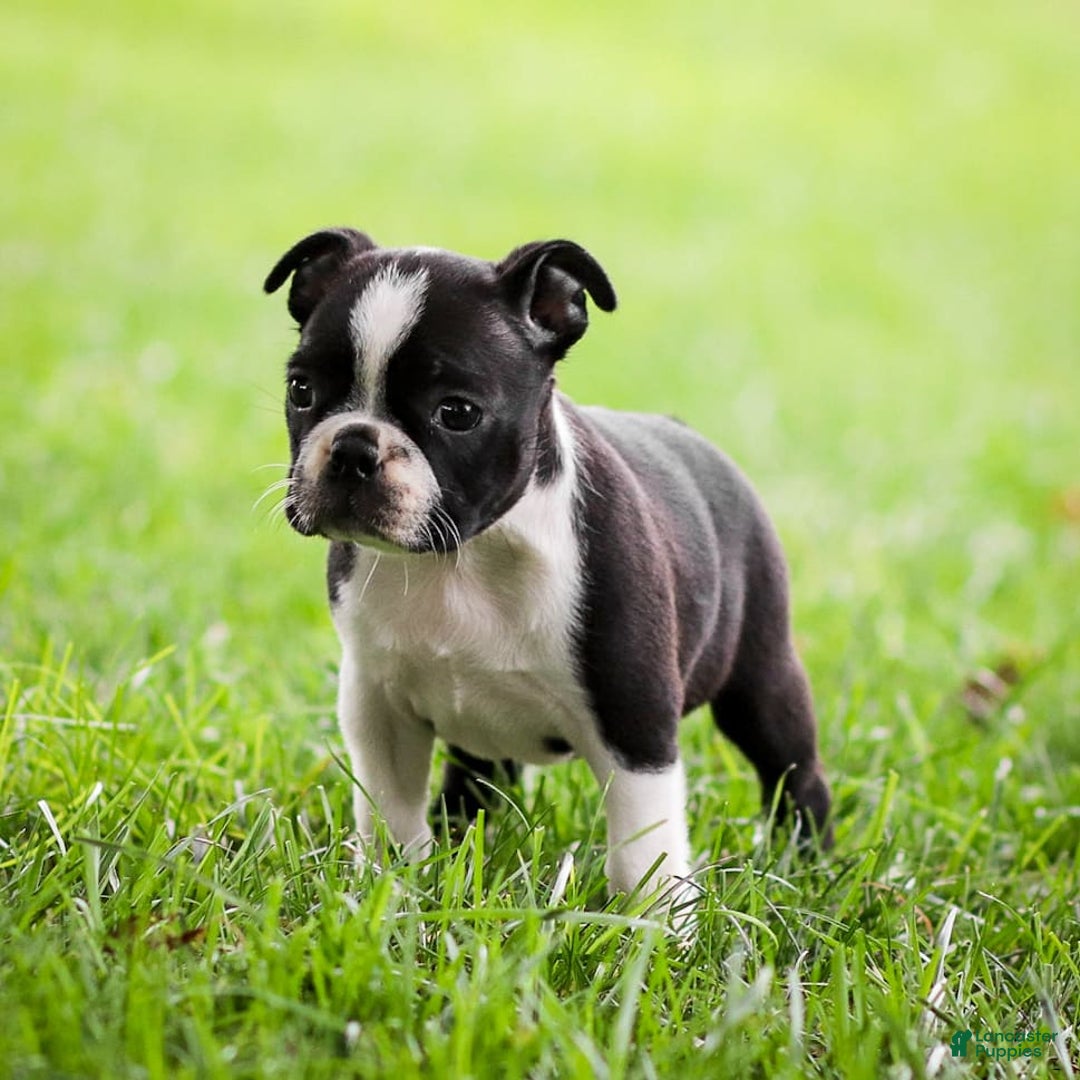 Boston Terrier dogs for sale: Pearl - Image 11