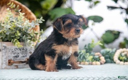 Shorkie dogs for sale: Hunter - Image 5