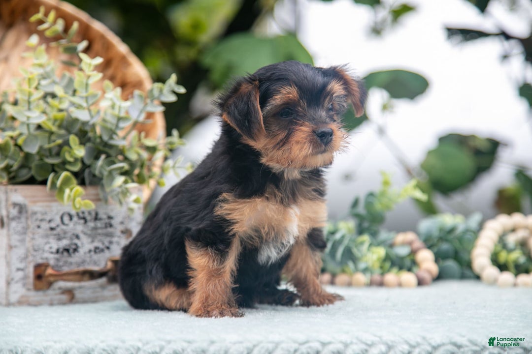 Shorkie dogs for sale: Hunter - Image 5